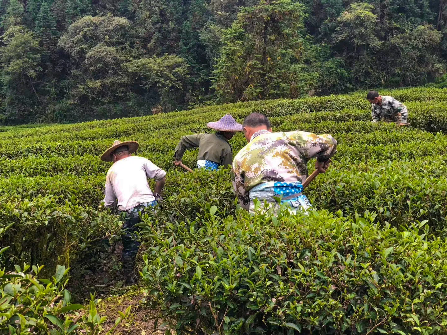 茶园客土特写