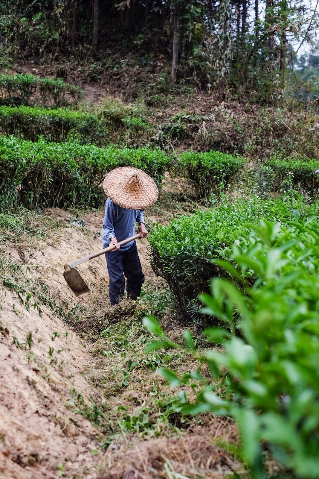 人工锄草