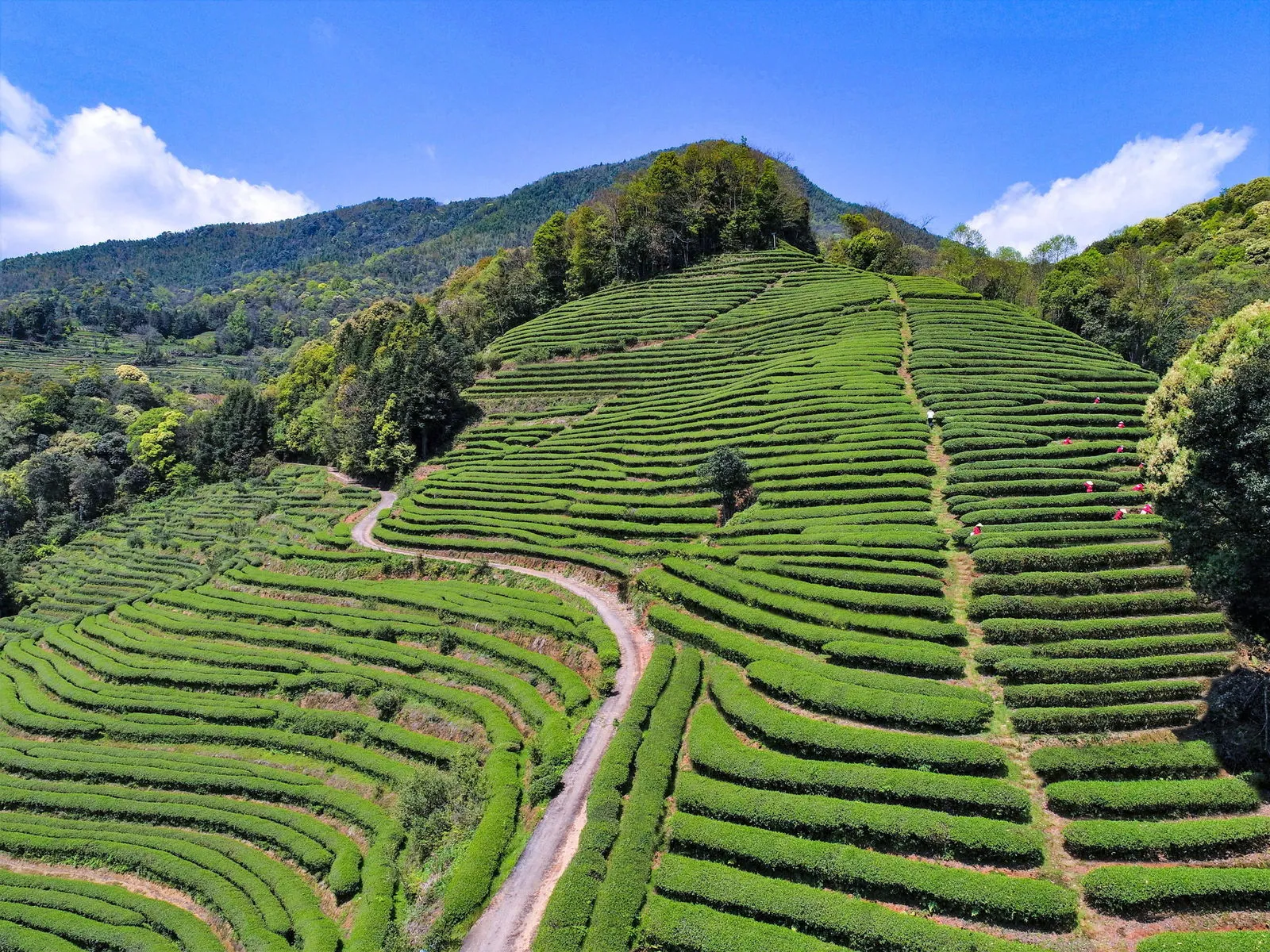 一曲水生态茶园全景 · 武夷山国家公园内