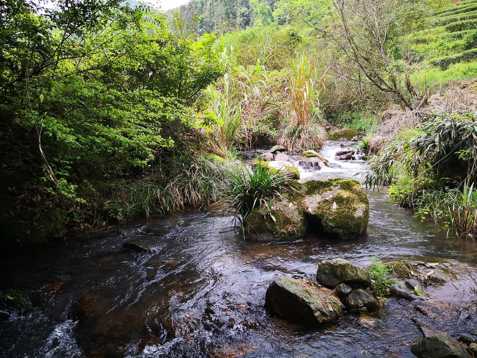 山脚溪流穿过茶园
