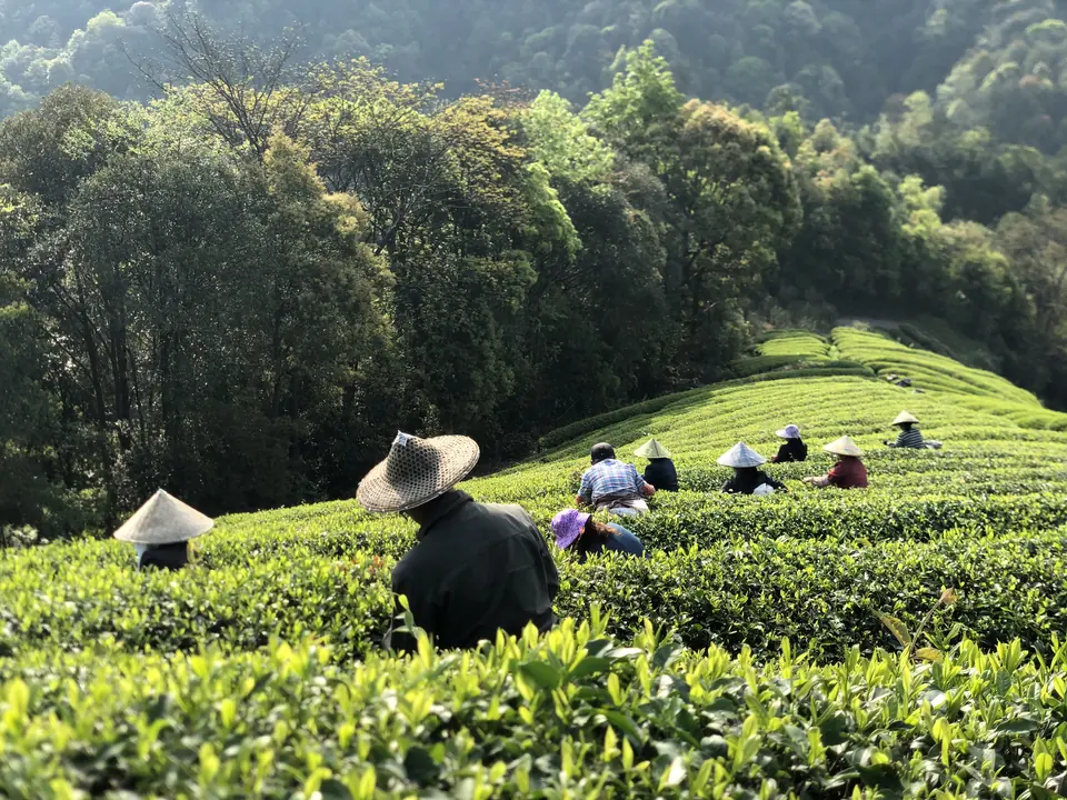 采青：武夷山茶山开采鲜叶