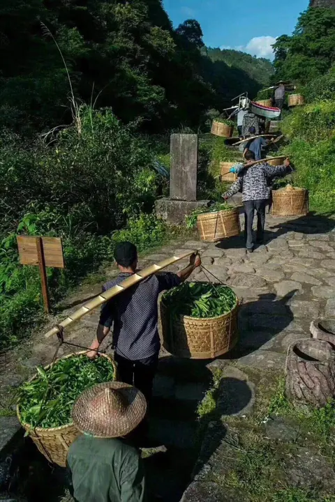 挑青：青叶挑运下山