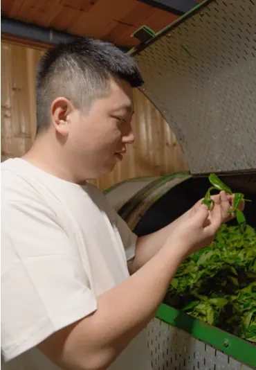 揉捻：揉条成形