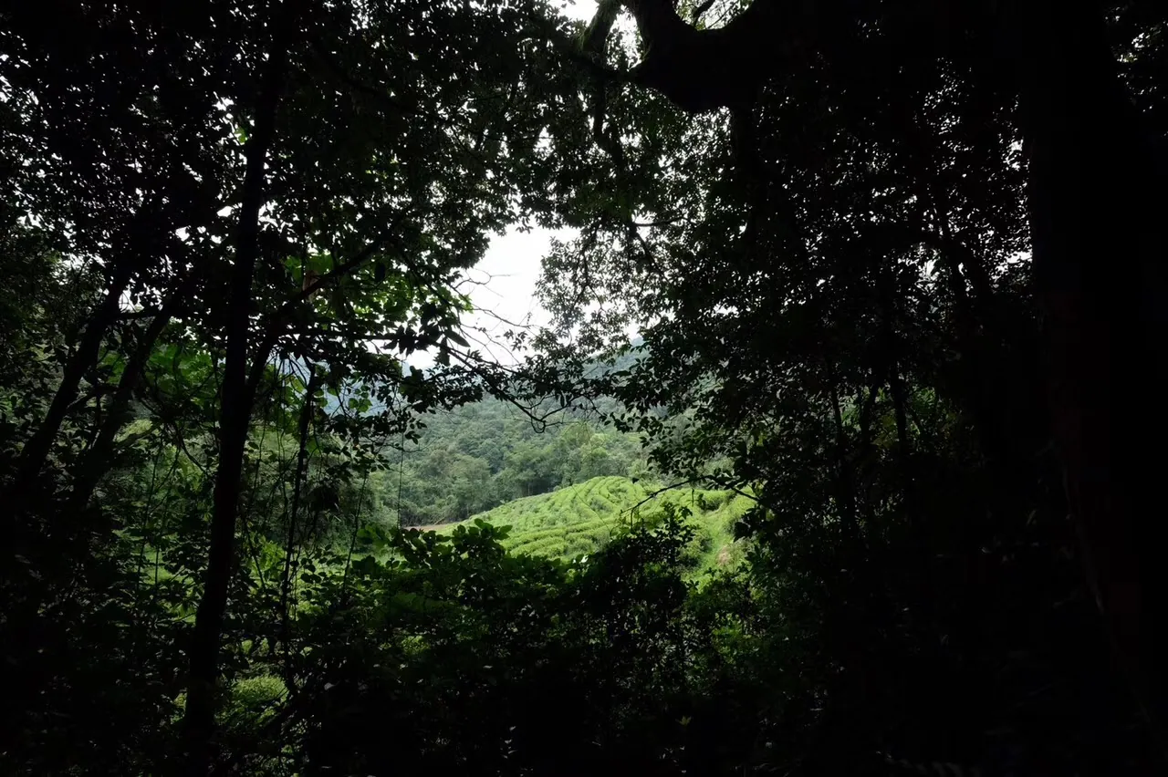 大武山坑生态茶园