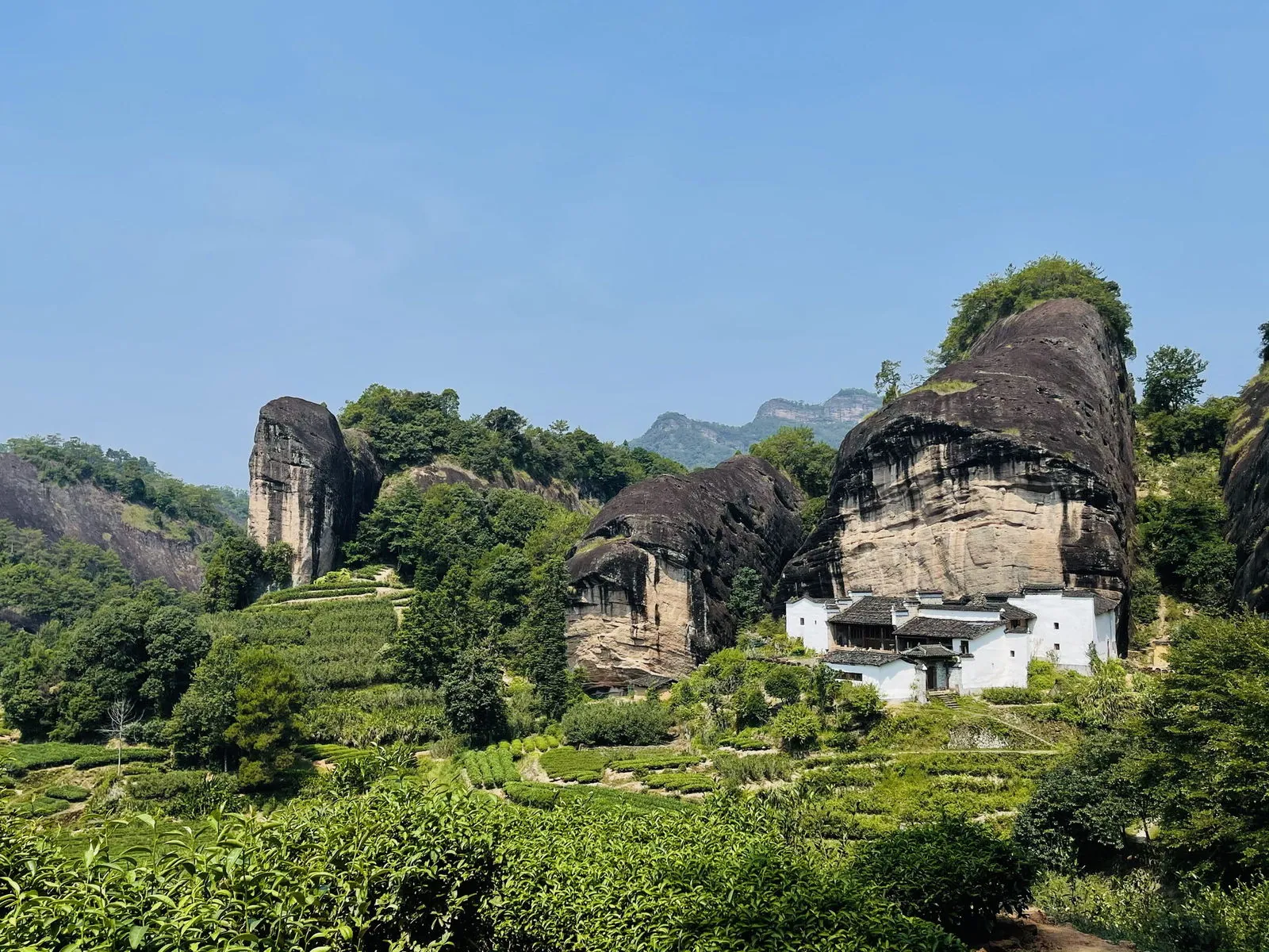 马头岩山场全景（马头岩巅，丹崖如烈马扬鬃，五石骈列、白墙瓦房嵌于茶园之间）