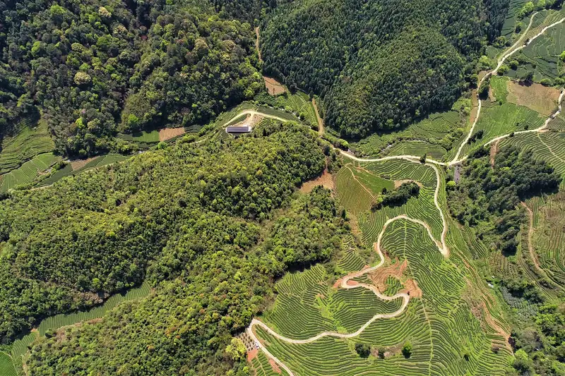 龙池岩生态茶山航拍，连片茶垄依山势层叠