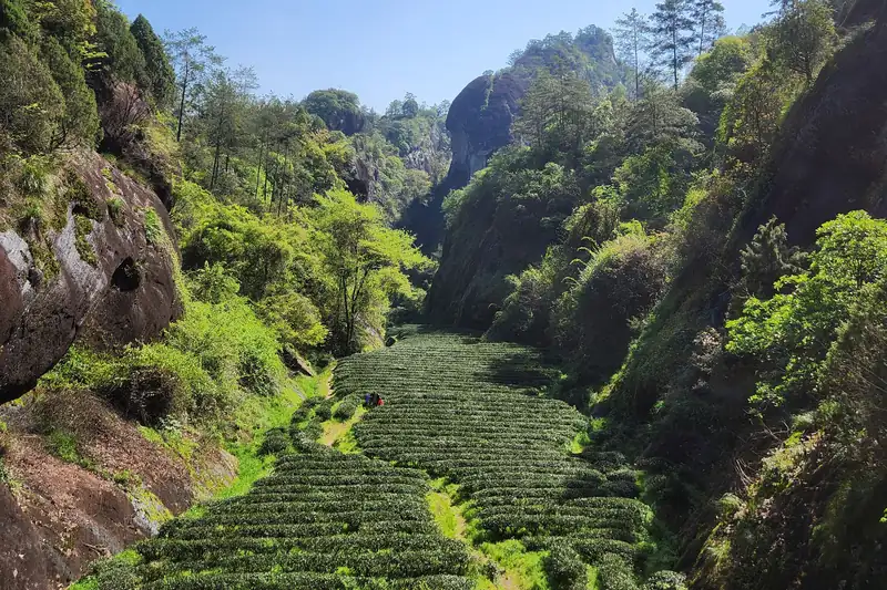 慧苑坑岩谷间的连片茶园