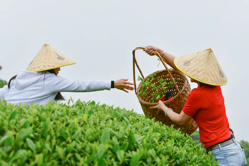 采茶人将新采茶青倒入竹篮