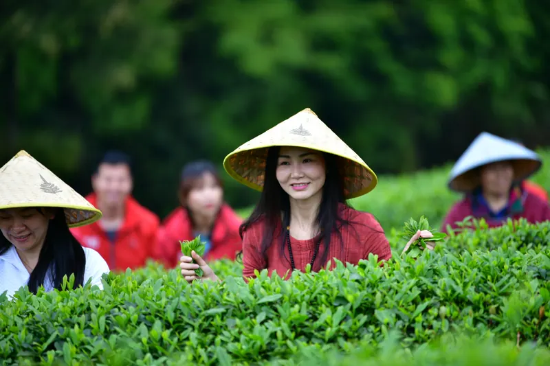 茶山上的采茶人手持一芽一叶
