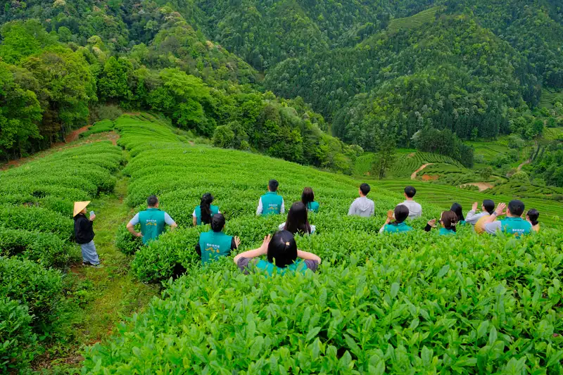 众人在山间茶垄上席地而坐远眺茶山