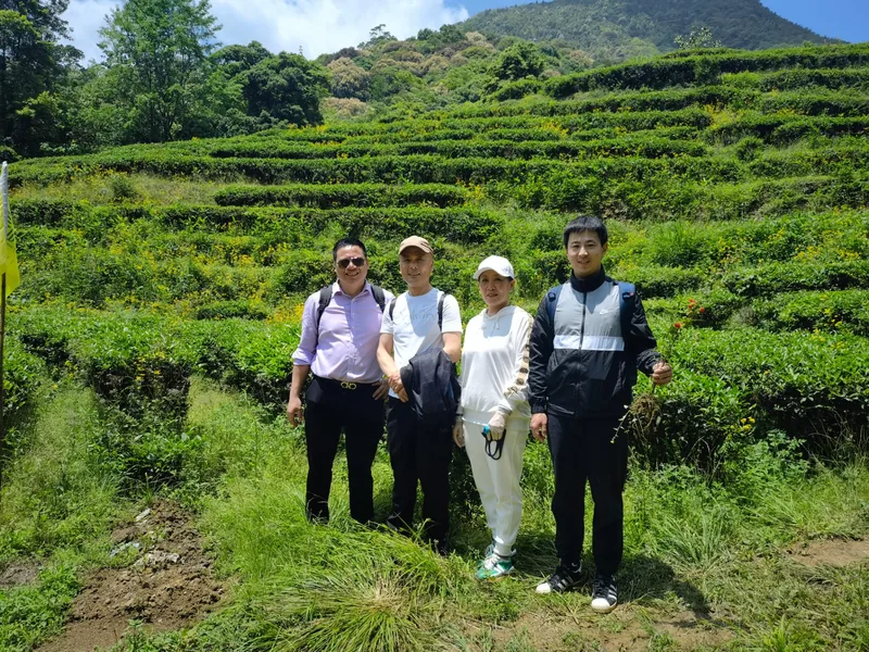 四人站在梯带茶园前合影