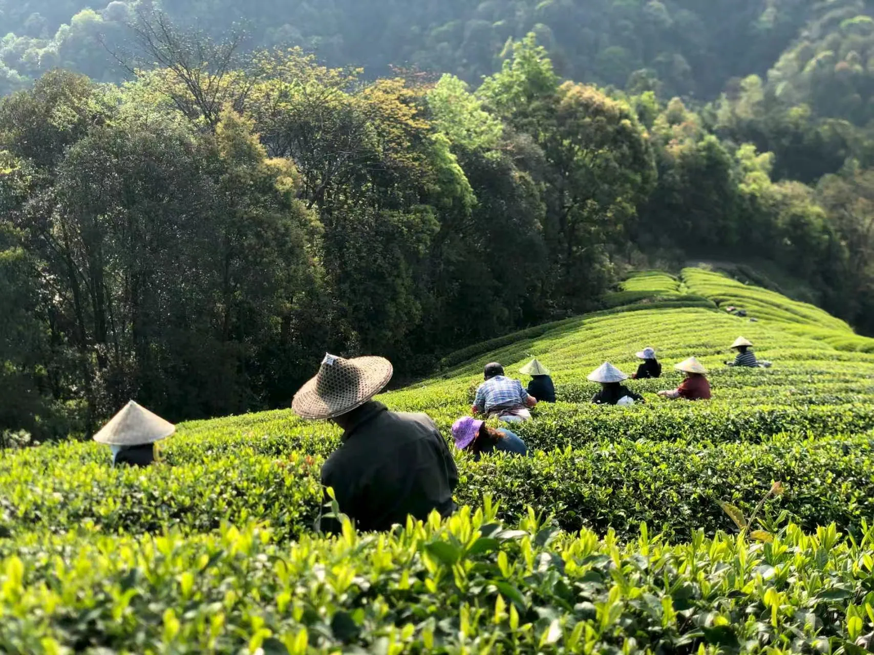武夷春山，茶人接力采制春茶